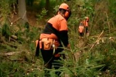 STIHL 45  IMAGEN FOTOGRAFIA
